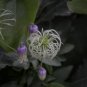 Netleaf Leather Flower Clematis reticulata 20 Seeds