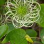 Netleaf Leather Flower Clematis reticulata 20 Seeds