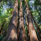 Coast Redwood Sequoia sempervirens 20 Seeds Coast Redwood Sequoia sempervirens 20 Seeds