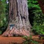 Coast Redwood   Sequoia sempervirens   20 Seeds