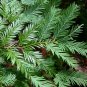 Coast Redwood   Sequoia sempervirens   20 Seeds