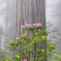 Coast Redwood   Sequoia sempervirens   20 Seeds