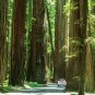 Coast Redwood   Sequoia sempervirens   20 Seeds