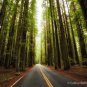 Coast Redwood   Sequoia sempervirens   20 Seeds