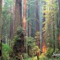 Coast Redwood   Sequoia sempervirens   20 Seeds