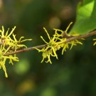 Witch Hazel 10 Seeds Hamamelis virginiana Witch Hazel 10 Seeds Hamamelis virginiana