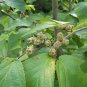 Witch Hazel  10 Seeds  Hamamelis virginiana