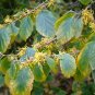 Witch Hazel  10 Seeds  Hamamelis virginiana