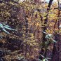 Witch Hazel  10 Seeds  Hamamelis virginiana