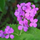 Money Plant Honesty Lunaria annua 100 Seeds Money Plant Honesty Lunaria annua 100 Seeds
