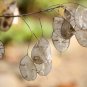 Money Plant Honesty Lunaria annua 100 Seeds