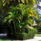 Areca Palm Butterfly Palm Chrysalidocarpus lutescens 20 Seeds Areca Palm Butterfly Palm Chrysalidocarpus lutescens 20 Seeds