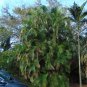 Areca Palm Butterfly Palm Chrysalidocarpus lutescens 20 Seeds