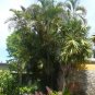 Areca Palm Butterfly Palm Chrysalidocarpus lutescens 20 Seeds