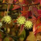Sweetgum Liquidambar styraciflua 100 Seeds Sweetgum Liquidambar styraciflua 100 Seeds