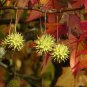 Sweetgum Liquidambar styraciflua 100 Seeds