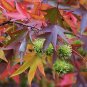 Sweetgum Liquidambar styraciflua 100 Seeds
