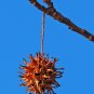 Sweetgum Liquidambar styraciflua 100 Seeds