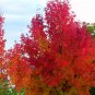 Sweetgum Liquidambar styraciflua 100 Seeds