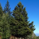 Red Spruce Picea rubens 20 Seeds