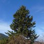 Red Spruce Picea rubens 20 Seeds