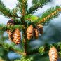 Red Spruce Picea rubens 20 Seeds