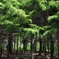 Red Spruce Picea rubens 20 Seeds