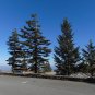 Red Spruce Picea rubens 20 Seeds