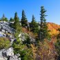 Red Spruce Picea rubens 20 Seeds