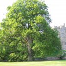 English Oak 5 Seeds Quercus robur English Oak 5 Seeds Quercus robur