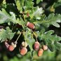 English Oak 5 Seeds Quercus robur