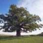 English Oak 5 Seeds Quercus robur