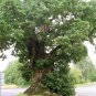 English Oak 5 Seeds Quercus robur