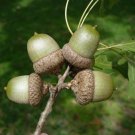 Shumard Oak Quercus shumardii 10 Seeds