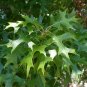 Shumard Oak Quercus shumardii 10 Seeds