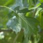 Shumard Oak Quercus shumardii 10 Seeds