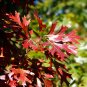 Shumard Oak Quercus shumardii 10 Seeds
