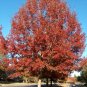 Shumard Oak Quercus shumardii 10 Seeds