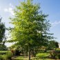 Shumard Oak Quercus shumardii 10 Seeds