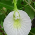 White Butterfly Pea Clitoria ternatea 10 Seeds White Butterfly Pea Clitoria ternatea 10 Seeds