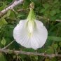 White Butterfly Pea Clitoria ternatea 10 Seeds