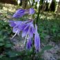 Blue Plantain Lily Hosta ventricosta 100 Seeds