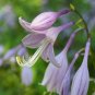 Blue Plantain Lily Hosta ventricosta 100 Seeds