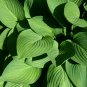 Blue Plantain Lily Hosta ventricosta 100 Seeds