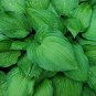Blue Plantain Lily Hosta ventricosta 100 Seeds