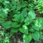 Blue Plantain Lily Hosta ventricosta 100 Seeds