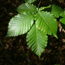 American Beech 10 Seeds Fagus grandifolia American Beech 10 Seeds Fagus grandifolia