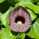 Calico Flower Dutchman's Pipe Aristolochia elegans 20 Seeds