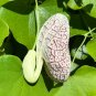 Calico Flower Dutchman's Pipe Aristolochia elegans 20 Seeds