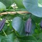 Calico Flower Dutchman's Pipe Aristolochia elegans 20 Seeds